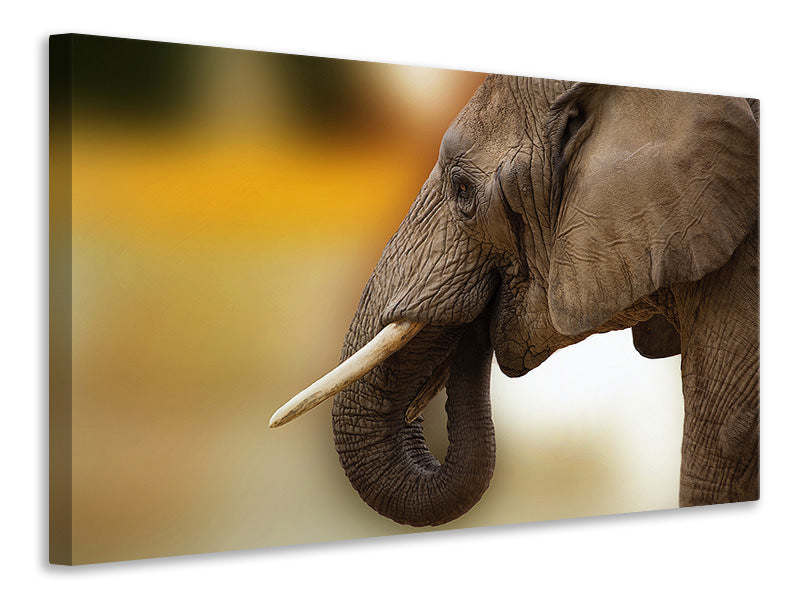 Leinwandbild Elefant Close up
