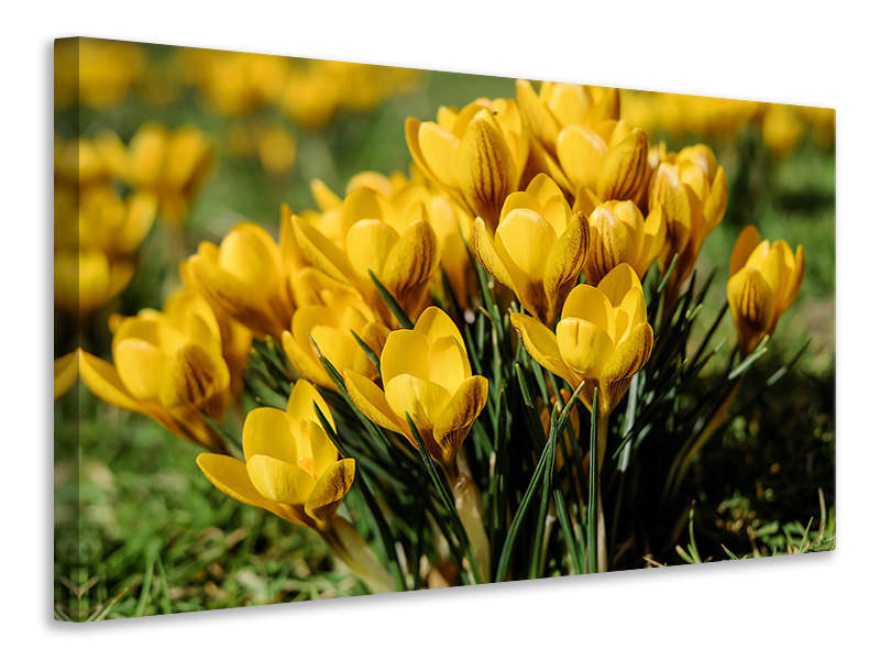Leinwandbild Krokusse im Frühling