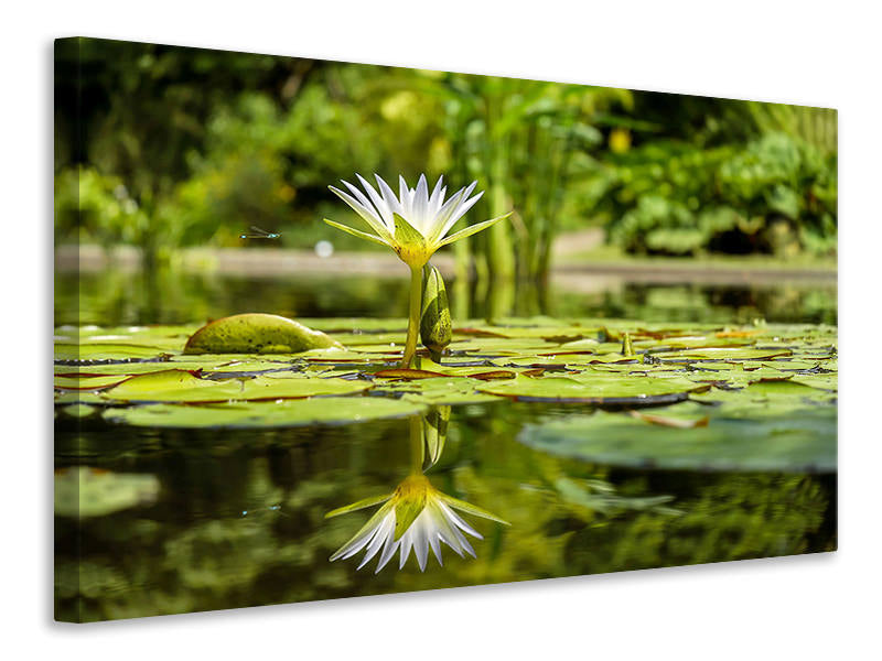 Leinwandbild Seerose in der Natur