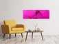 Leinwandbild Panorama Pusteblume in pink