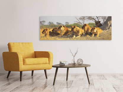 Leinwandbild Panorama Löwen Familie