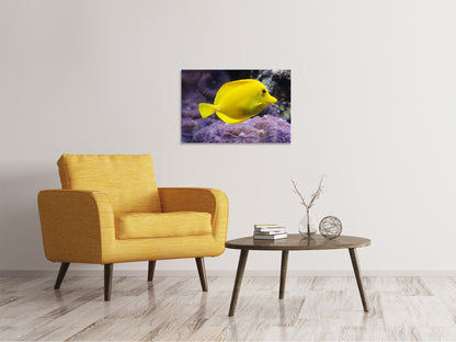 Leinwandbild Der Zitronen-Doktorfisch
