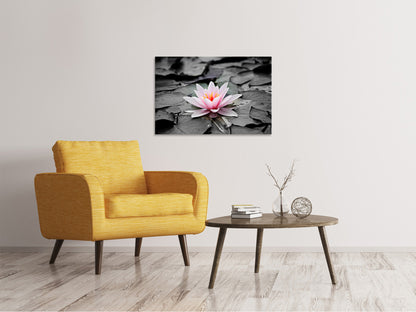 Leinwandbild Die Kunst der Seerose