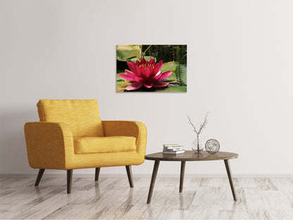 Leinwandbild Seerose in rot