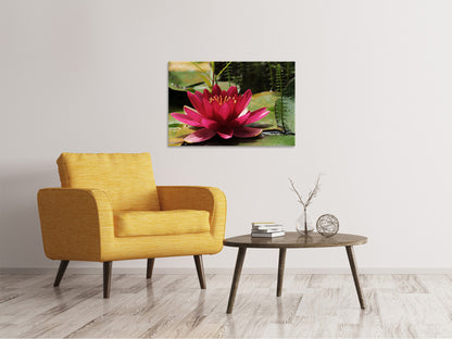 Leinwandbild Seerose in rot