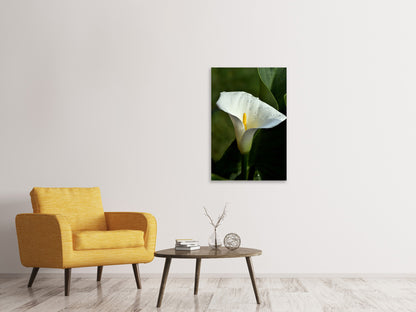 Leinwandbild Weisse Calla mit Morgentau