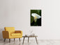 Leinwandbild Weisse Calla mit Morgentau