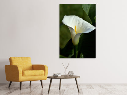 Leinwandbild Weisse Calla mit Morgentau