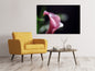 Leinwandbild Calla in lila