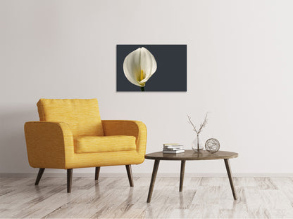 Leinwandbild Stolze Calla