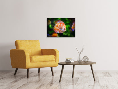 Leinwandbild Der Diskus Fisch