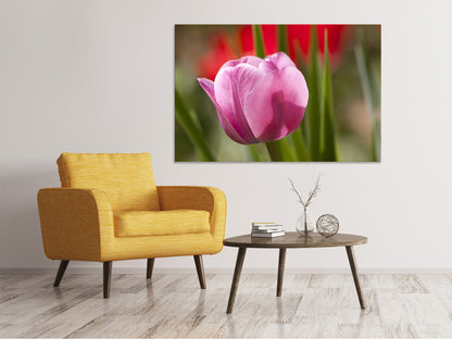 Leinwandbild Tulpe pretty in pink