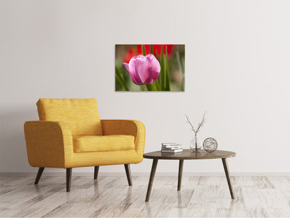 Leinwandbild Tulpe pretty in pink