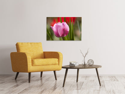 Leinwandbild Tulpe pretty in pink