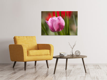 Leinwandbild Tulpe pretty in pink