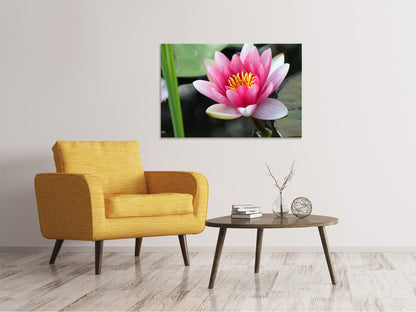 Leinwandbild Die Seerose in pink