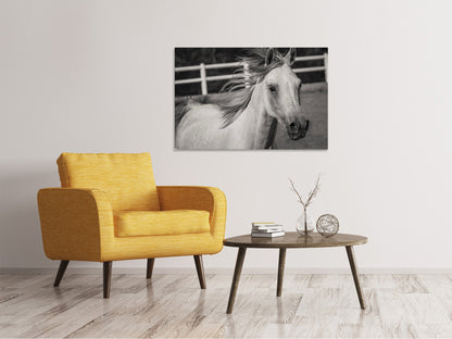 Leinwandbild Da steht ein Pferd
