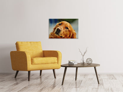 Leinwandbild Treuer Irish Setter