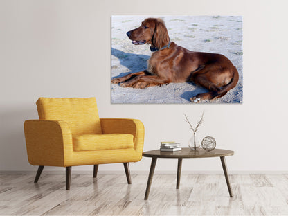 Leinwandbild Eleganter Irish Setter