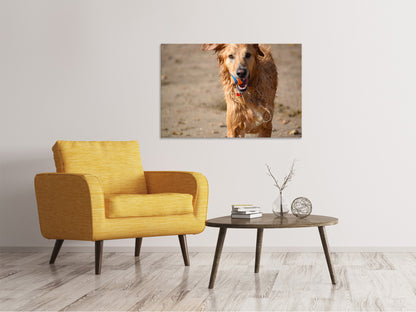 Leinwandbild Nasser Hund
