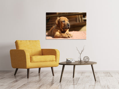 Leinwandbild Trauriger Hundeblick