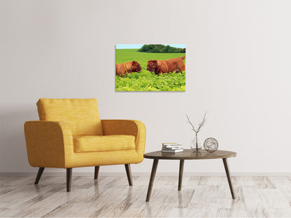 Leinwandbild 2 Schwergewichte