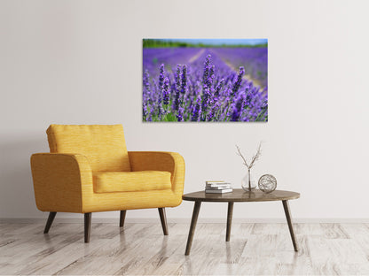 Leinwandbild Die Lavendelblüten