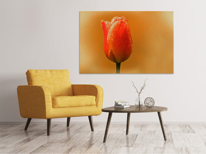Leinwandbild Eine Tulpe im Morgentau