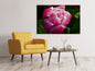 Leinwandbild Tulpe mit Morgentau in XL