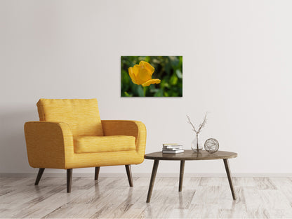 Leinwandbild Gelbe Tulpe XL