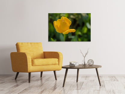 Leinwandbild Gelbe Tulpe XL