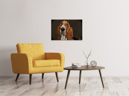 Leinwandbild Typisch Basset