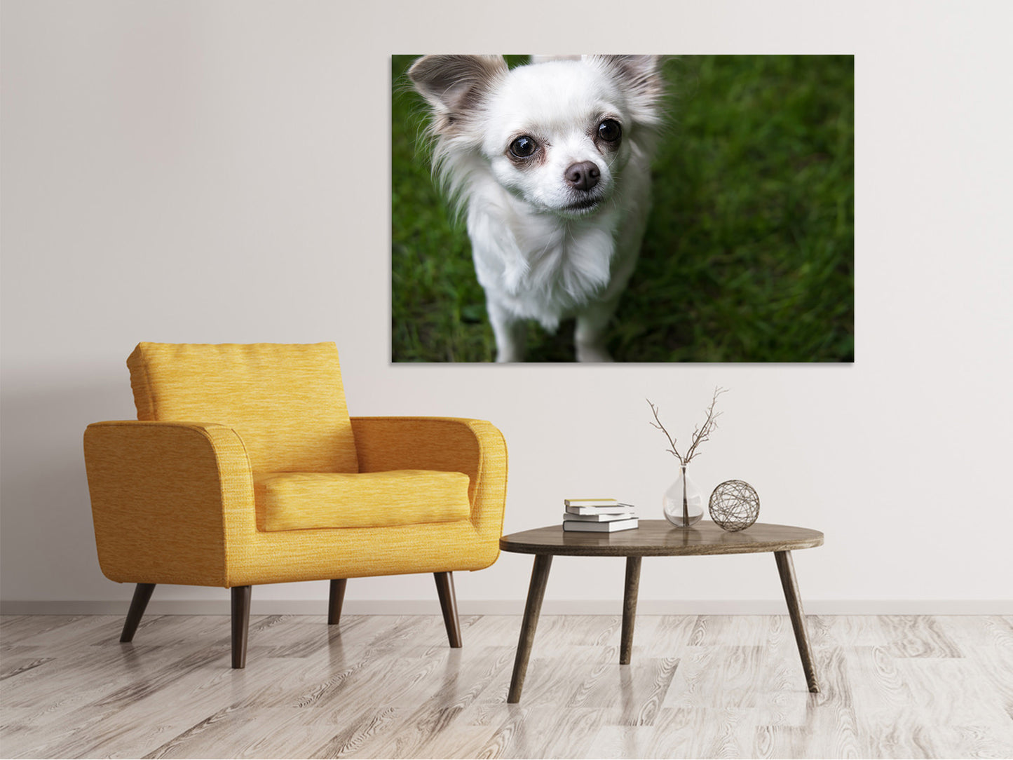 Leinwandbild Chihuahua Blick
