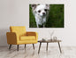 Leinwandbild Chihuahua Blick