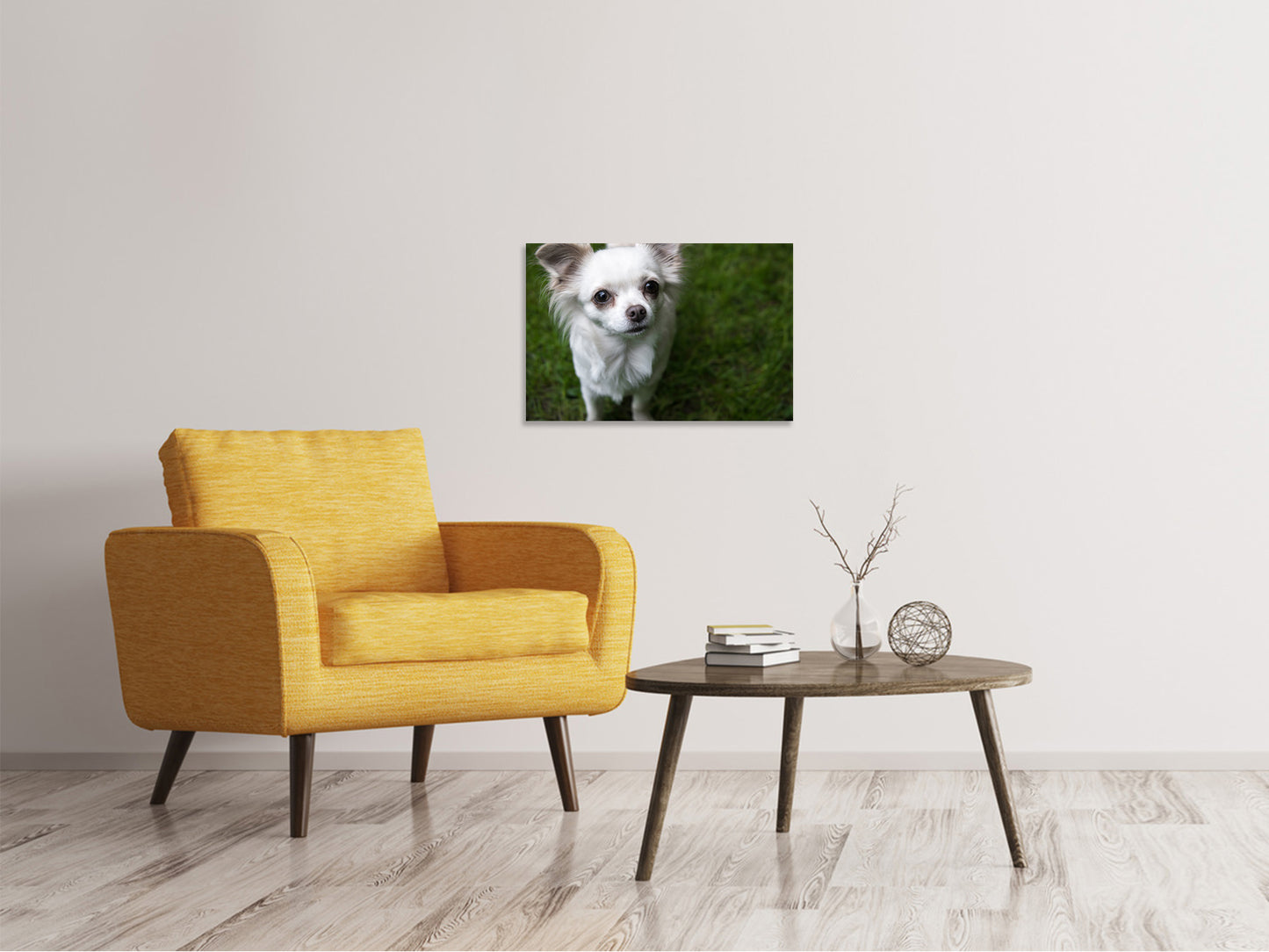 Leinwandbild Chihuahua Blick