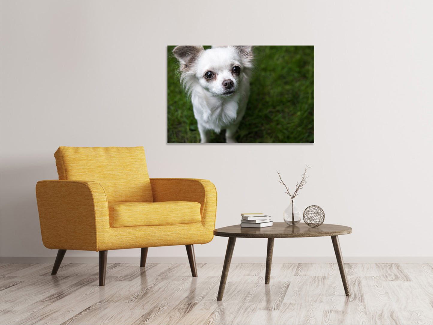 Leinwandbild Chihuahua Blick