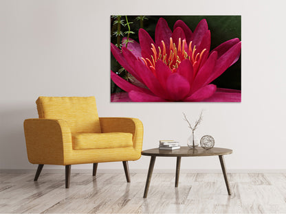 Leinwandbild Wundervolle Seerose