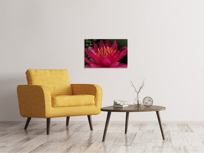 Leinwandbild Wundervolle Seerose