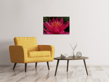 Leinwandbild Wundervolle Seerose