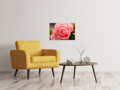 Leinwandbild Die Rose in rosa