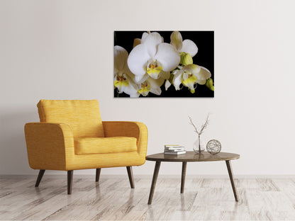Leinwandbild Weisse Orchideen in der Blüte