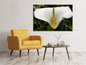 Leinwandbild Makro Calla in weiss