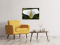 Leinwandbild Makro Calla in weiss