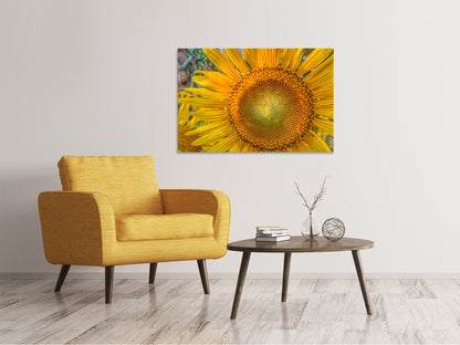 Leinwandbild Blütenstand einer Sonnenblume