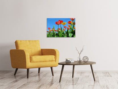 Leinwandbild Wilde Tulpen