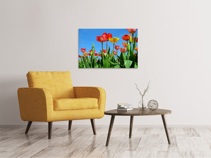Leinwandbild Wilde Tulpen