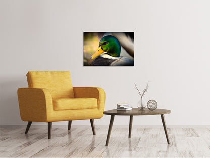 Leinwandbild Die Stockente