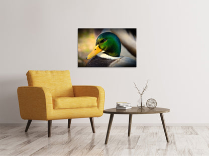 Leinwandbild Die Stockente