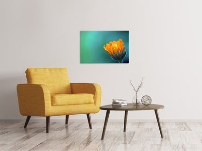 Leinwandbild Ringelblume im Morgentau