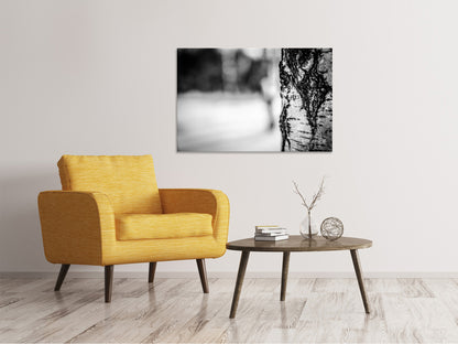 Leinwandbild Birken Stamm